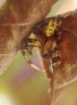 /album/araneidae/araneus-quadratus-male-a-jpg/